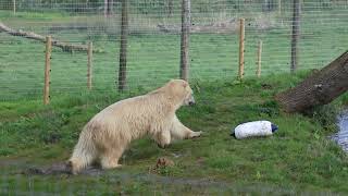 Splish splash I was taking a bath Polar Bears at Jimmys Farm [upl. by Aiet]