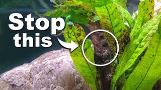 STOP Killing Your Aquarium Plants  10 Easy Mistakes to Avoid [upl. by Ecinrev]