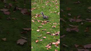 Speedy squirrel at clumber park clumberpark nature nationaltrust wildlife hike [upl. by Hnahc]