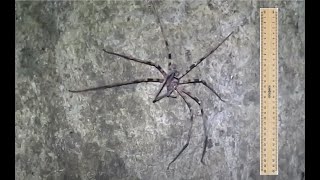 Giant Huntsman Spider Heteropoda maxima [upl. by Eniamaj]