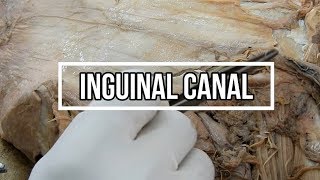 Inguinal Canal [upl. by Elocon]