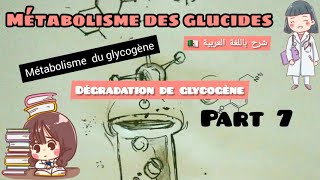 métabolisme des glucides  métabolisme du glycogène glycogènolys part 7 [upl. by Erv784]