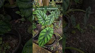 indoor plant big collection online sell at low price wholesale nursery kolkata [upl. by Arvie]