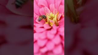 ZINNIA ELEGANS A flower that loves sun and perfect for a pollinator garden [upl. by Fattal]