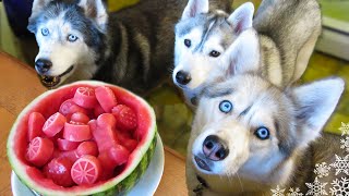 WATERMELON DOG TREAT How to make Frozen DIY Dog Treats  Snacks with the Snow Dogs 34 [upl. by Ardnasyl]