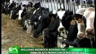 Williams Bedrock Bovines Inc Parte 1 [upl. by Airasor]