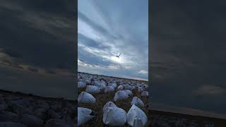 Snow Goose Hunt with Claudio Ongaro huntongaro hevishot duckhunting goosehunting Cabelas [upl. by Polito451]