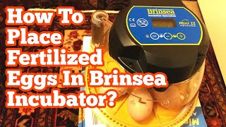 How To Place Fertilized Eggs In Brinsea Incubator [upl. by Tioneb360]