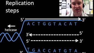 DNA replication [upl. by Alexio]