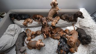 Funny Mini Dachshund dogs worldBreeding And Living with Dachshund  Funny wiener dogs Videos 2021 [upl. by Terrag]