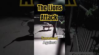 Lions Attack Cowshed [upl. by Eilssel885]