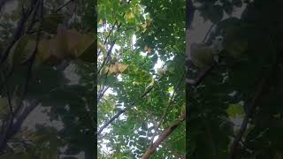 Kamranga fruit 2024shorts mygreengarden freshfruits viralshort subscribe support mychannel 🍁🍁 [upl. by Dahl]