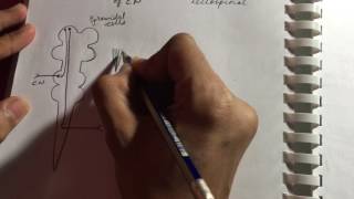 Pyramidal and Extrapyramidal Tracts  Neurology  Quick overview  USMLE STEP 1 [upl. by Nabois]