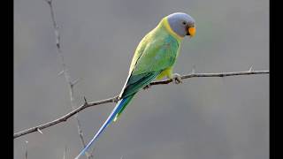 plum headed parakeet full information  in Hindi  Petshala [upl. by Wagshul]