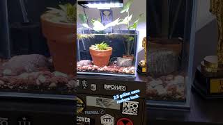 Nano rasbora tank aquascaping aquascapeaquarium fishtank aquascapers tropicalfish fishkeeping [upl. by Aicsile]