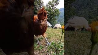 Gallina tirolese 🐔 gallinas montagna asmr grass [upl. by Tnarud943]