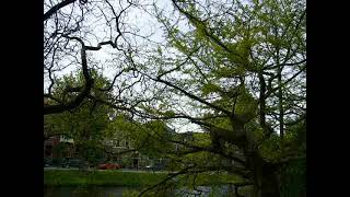 Old Ginkgo biloba Horizontalis in Leiden [upl. by Cordeelia]