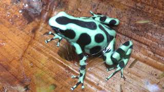 Dendrobates auratus  Green and Black Poison Dart Frog [upl. by Chiou]