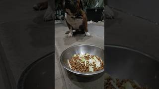 Introduced adding cabbage to his diet🥬 and it seems he likes it ranchothedog americanbully [upl. by Ahron741]