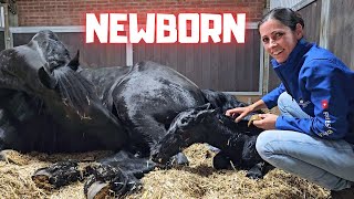 Welcome to the world newborn Yfke I have to help  This is very special  Friesian Horses [upl. by Tdnerb953]