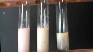 Halides in solution Test using acidified silver nitrate [upl. by Llenwahs913]