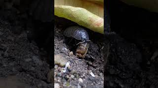 Woodlouse eating piece of a bee insects nature wildlife bee woodlouse [upl. by Leola]