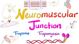 Troponin Tropomyosin TTubules Sarcoplasmic Reticulum and the Neuromuscular junction NMJ [upl. by Senn]