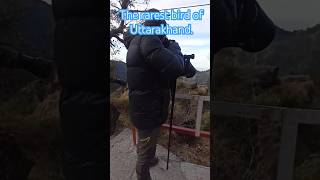 The rarest bird of Uttarakhand birds birdwatching youtubeshorts [upl. by Nilyarg]