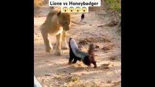 Honey Badger Vs Lion  Fearless Honey Badger 😱😱😱😱😱 [upl. by Nadroj]