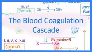 The Blood Coagulation Cascade Intrinsic Extrinsic amp Common Pathways [upl. by Ecital632]