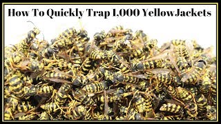 How To Quickly Trap 1000 YellowJackets In Just Hours Mousetrap Monday [upl. by Marou178]