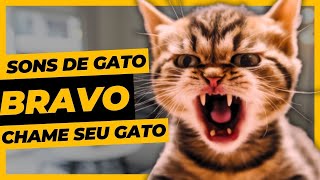 Som de Gato Bravo Miando Linguagem Felina [upl. by Euqnom]