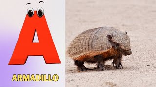 Animals ABC Song  Animals Alphabet Song  English Alphabet Letters  Phonics for Kids [upl. by Bartolomeo]