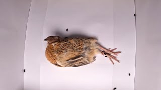 Flesh Eating Beetles VS Japanese Quail Timelapse [upl. by Recha]