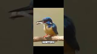 An EXCELLENT HUNTER  Kingfisher 🤓 [upl. by Park593]