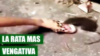 Rata Muerde a Joven por Patearla  VÍDEO VIRAL 2016 [upl. by Novel695]