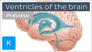 Ventricles of the brain and CSF preview  Human Neuroanatomy  Kenhub [upl. by Irrehc908]