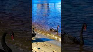 Beautiful Black Swans Perth Australia Birding [upl. by Anyd203]