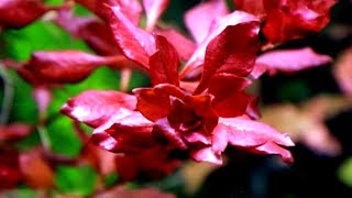 Aquarium Plants LUDWIGIA PALUSTRIS [upl. by Ainoloppa]