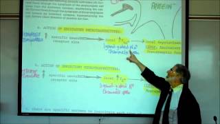 SYNAPTIC TRANSMISSION IN THE CNS PART 1 by Professor Fink [upl. by Renae453]