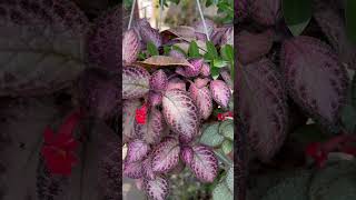 EPISCIA  Beautiful Metallic Leaves😍  Houseplants  Ornamental Plants  Hanging Plants [upl. by Aloisius]