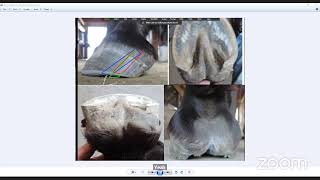 part 2 The Anatomically Correct Trim Hoof Research Course and Cooperative [upl. by Fadas]