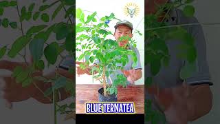 Blue Ternatea benefits [upl. by Faunie]