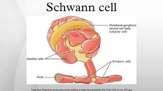 Schwann cell [upl. by Carilla]