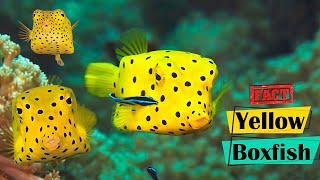 Yellow Boxfish  Exploring Their Facts and Habitats [upl. by Latif]