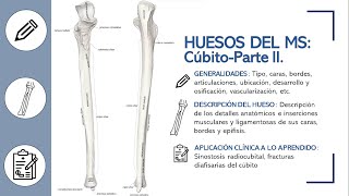 HUESO CÚBITO AL DETALLE  PARTE II EPÍFISIS DIAFISIS Y SUS INSERCIONES MUSCULARES Y LIGAMENTOSAS [upl. by Schechinger]