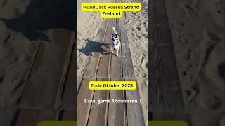 Hund Jack Russell Strand Zeeland Niederlande Oktober 2024 [upl. by Alfi54]