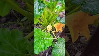 gardeningzucchini plantsgrow your own foodyoutubeshort [upl. by Aziaf]