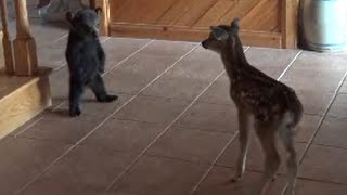 Baby Bear Tries to be Friends with Baby Deer [upl. by Josepha480]