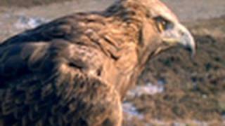 Golden Eagle vs Jackrabbit  National Geographic [upl. by Adnoryt996]